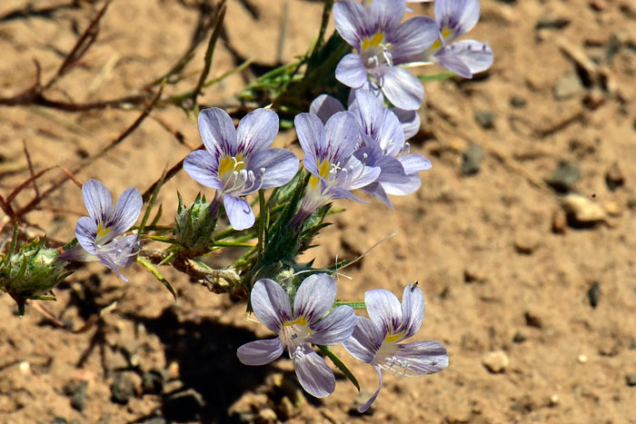 Eriastrum eremicum, Desert Woolystar